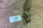 reptile decoration