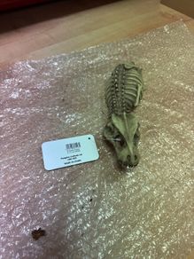 reptile decoration
