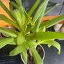 indoor plant Image 3