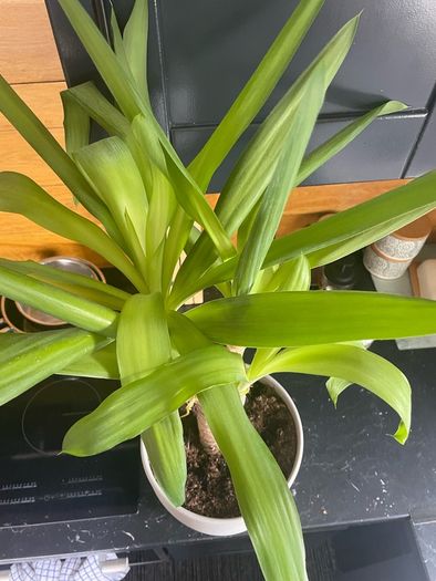 indoor plant