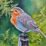 Baby Robin | FineArt Print | framed Image 4