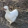Silkie roosters and hatching eggs for sale. Image 3