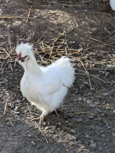 Silkie roosters and hatching eggs for sale.