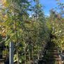 Native and non Native Trees Image 6