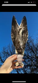 Smudging Wand Full Taxidermy Wings Bones Rose Quartz