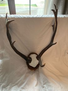Deer mount