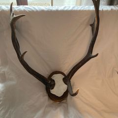 Deer mount