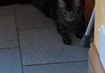 Caring home needed for two kittens