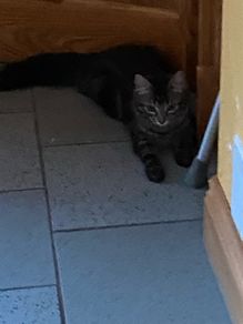 Caring home needed for two kittens