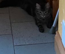 Caring home needed for two kittens