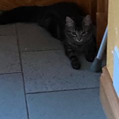 Caring home needed for two kittens