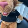 teddy bear Image 6