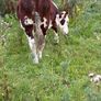 Breeding or beef Heifer Image 2