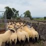 Suffolk Cheviot hoggets Image 2