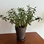Large jade plant Image 3