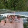 Ship in a Bottle Image 6