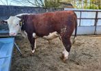 Hereford bulls