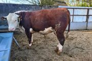 Hereford bulls