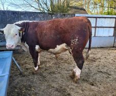 Hereford bulls