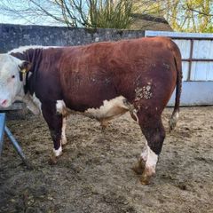 Hereford bulls