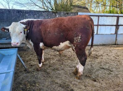 Hereford bulls