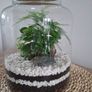 Plant Image 2