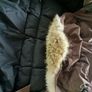 Canada Goose Image 10