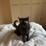 British shorthair cats Image 3