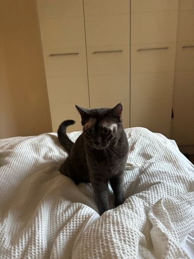 British shorthair cats