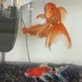 fishing tank Image 8
