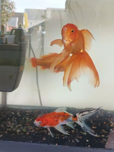 fishing tank