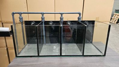 Breeding Fish Tank Setup with Sump