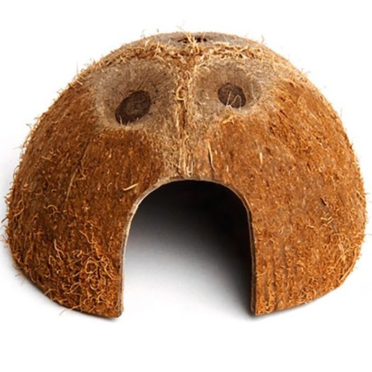 Coconut Half Terrario CocoCave