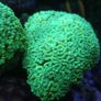 Candy Cane Marine Coral Image 5