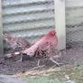 Ornamental Pheasants for sale Image 7