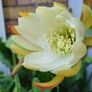 Beautiful Epiphyllum collectible rare cactus. Plant or cuttings. Image 2