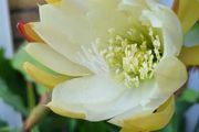 Epiphyllum Cacti. Beautiful rare cactus.