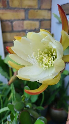 Epiphyllum Cacti. Beautiful rare cactus.