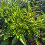 Laurel plants - Reduced to clear Image 3