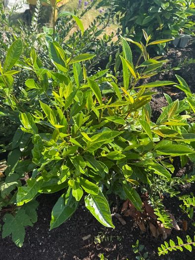 Laurel plants - Reduced to clear