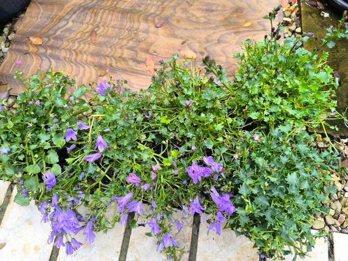 garden plants