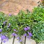 garden plants Image 3