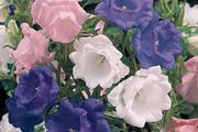 (C) Campanula Cup and Saucer seeds 0.2g (aprox. 840 seeds) (420520)