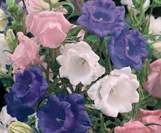 (C) Campanula Cup and Saucer seeds 0.2g (aprox. 840 seeds) (420520)
