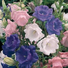 (C) Campanula Cup and Saucer seeds 0.2g (aprox. 840 seeds) (420520)