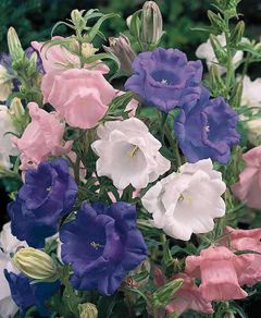 (C) Campanula Cup and Saucer seeds 0.2g (aprox. 840 seeds) (420520)