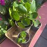 Money Plants Image 3