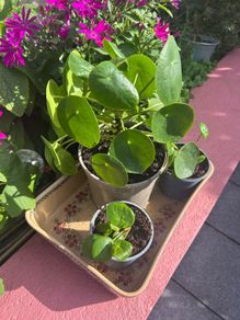 Chinese Money Plants