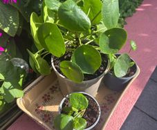 Chinese Money Plants