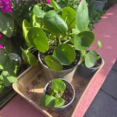 Chinese Money Plants